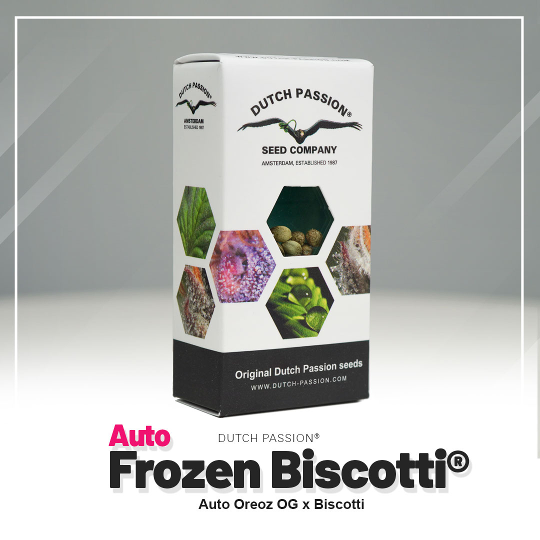 Frozen Biscotti Auto