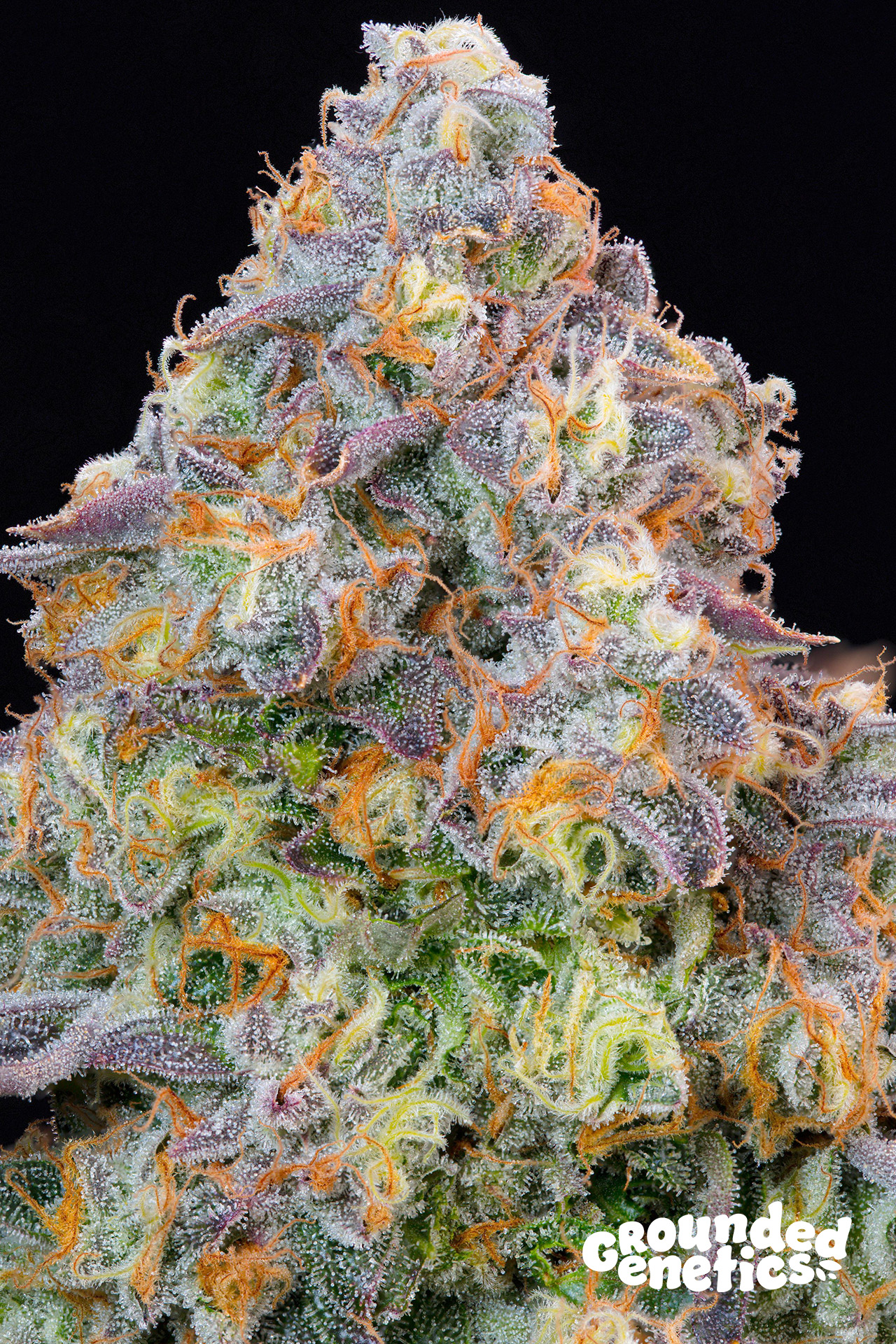 Blue Zlime