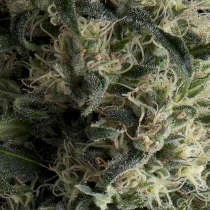 Galaxy Auto