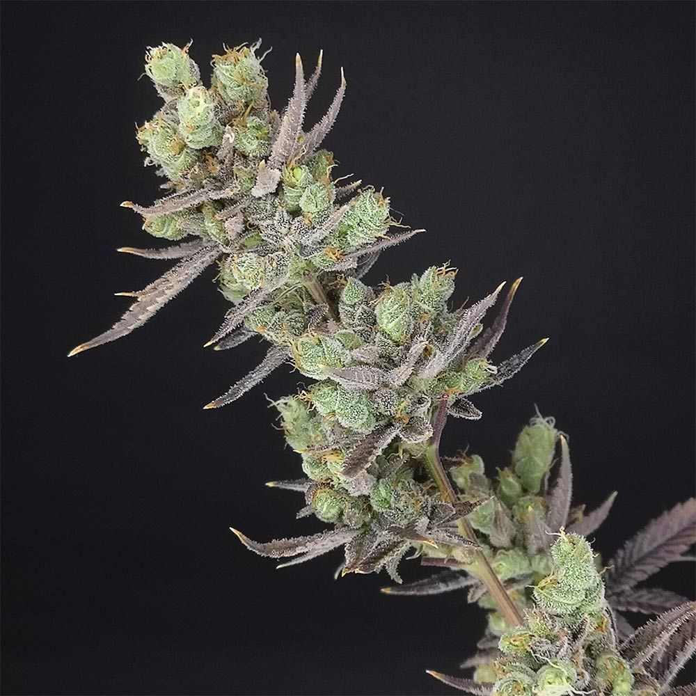 Big Banana Skunk