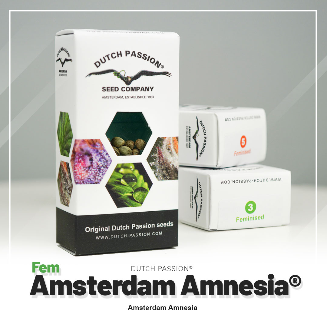 Amnesia