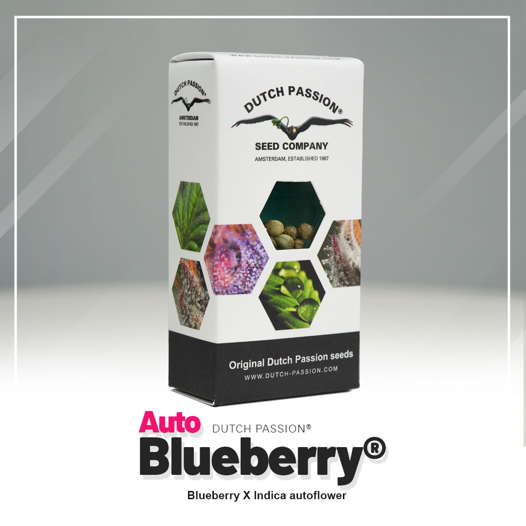 Blueberry Auto