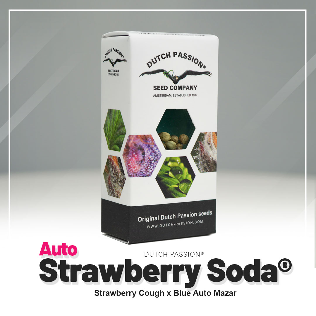 Strawberry Soda Auto