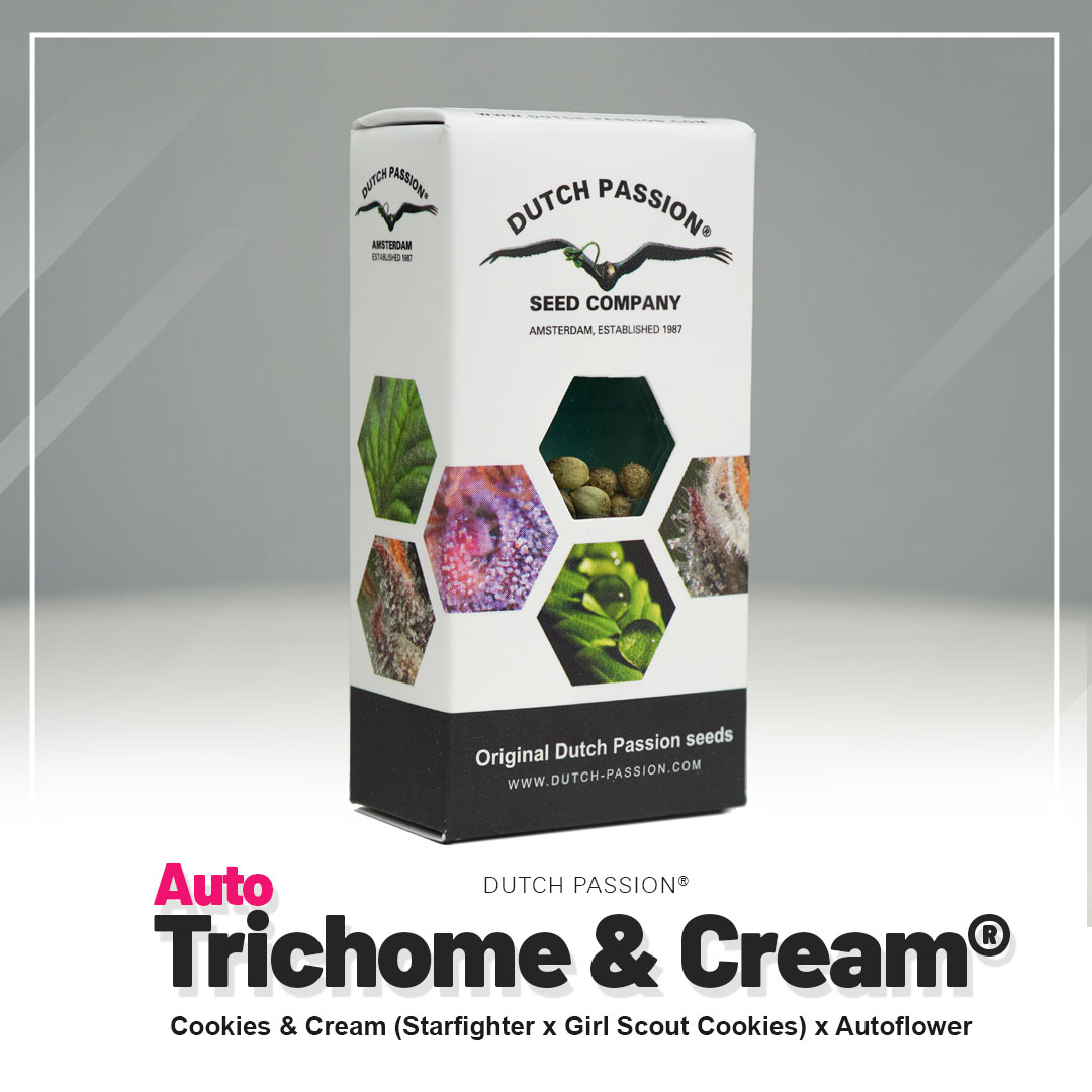 Trichome & Cream Auto