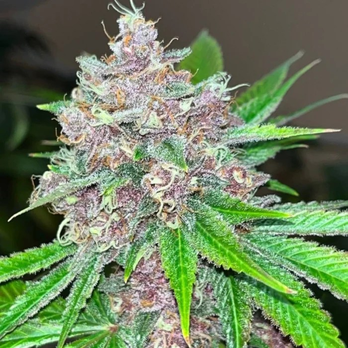 Black Cherries