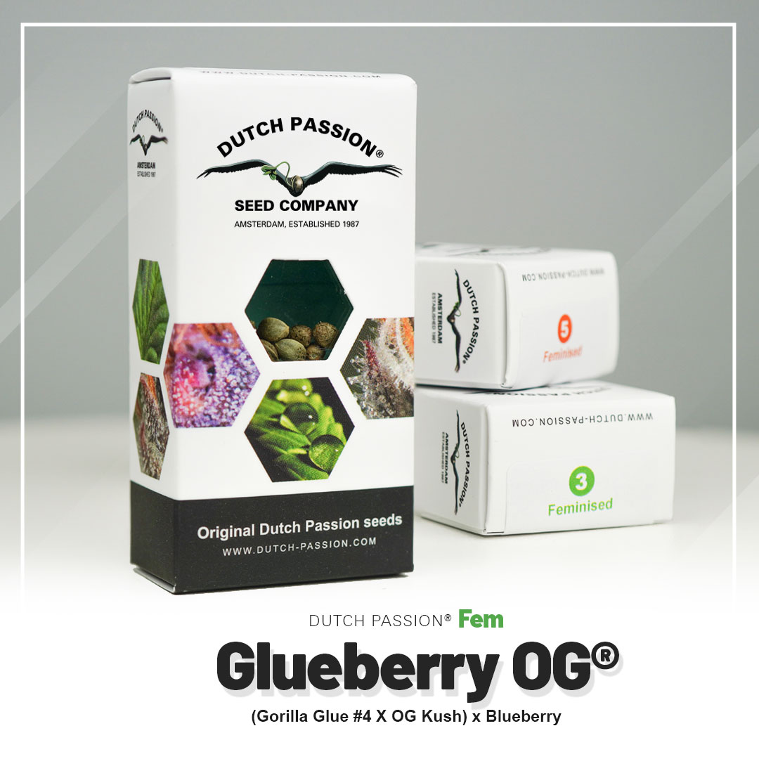 Glueberry OG
