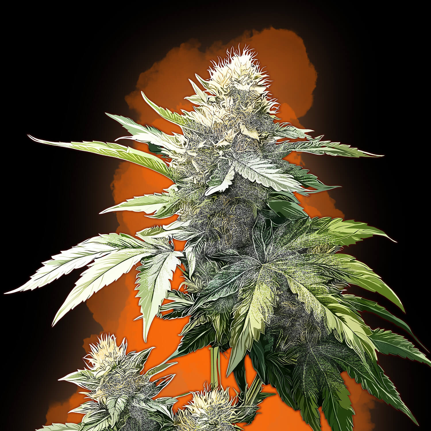 OG Kush Auto - Flora Urbana