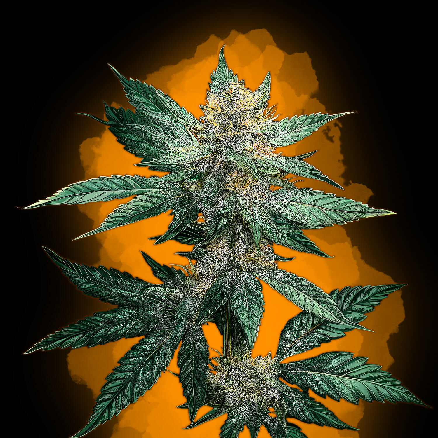 Tangie - Flora Urbana
