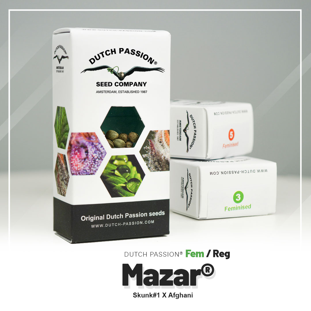 Mazar