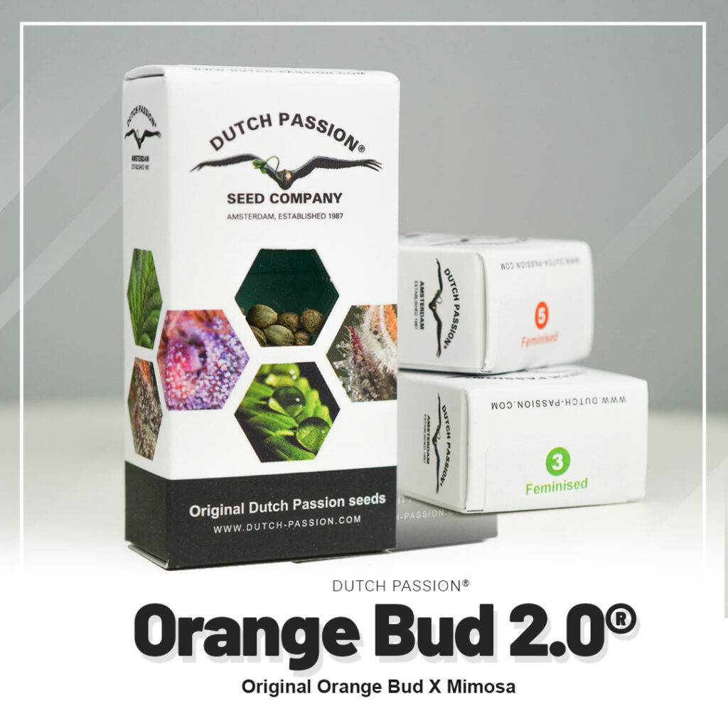 Orange-Bud-2-Dutch-Passion-