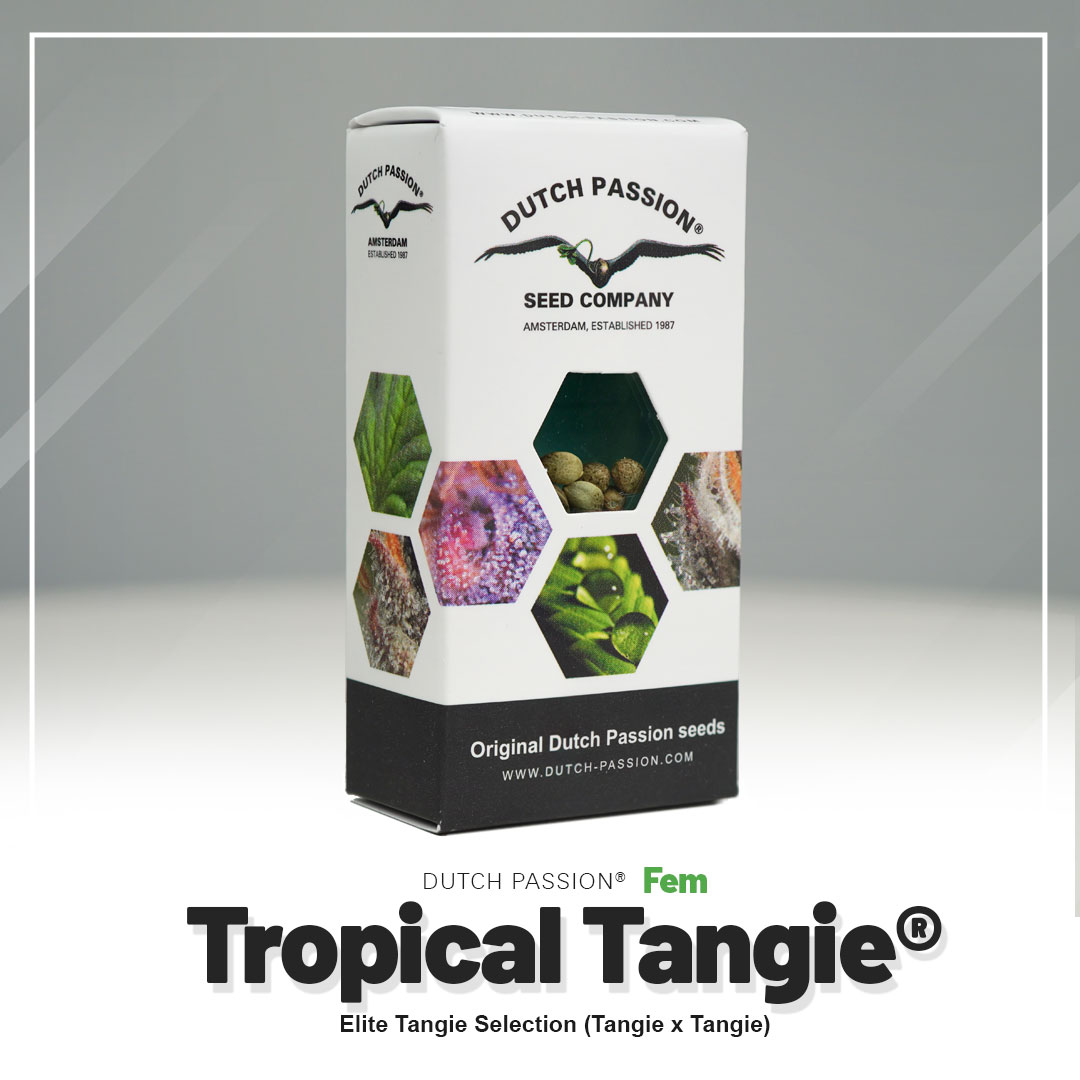 Tropical Tangie® - Flora Urbana