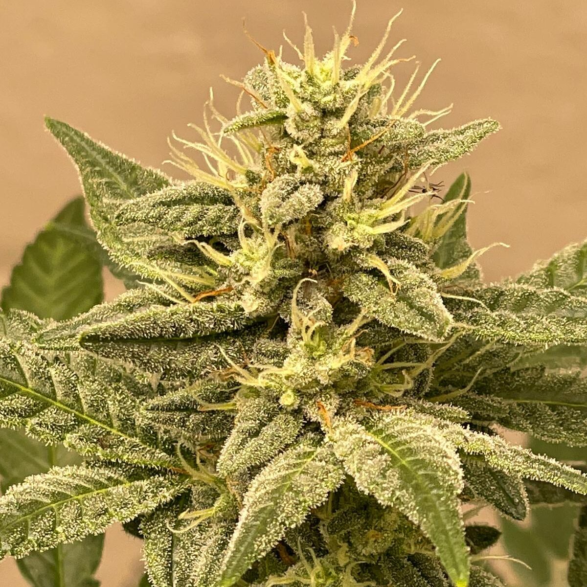 Frozen Buddha 2.0
