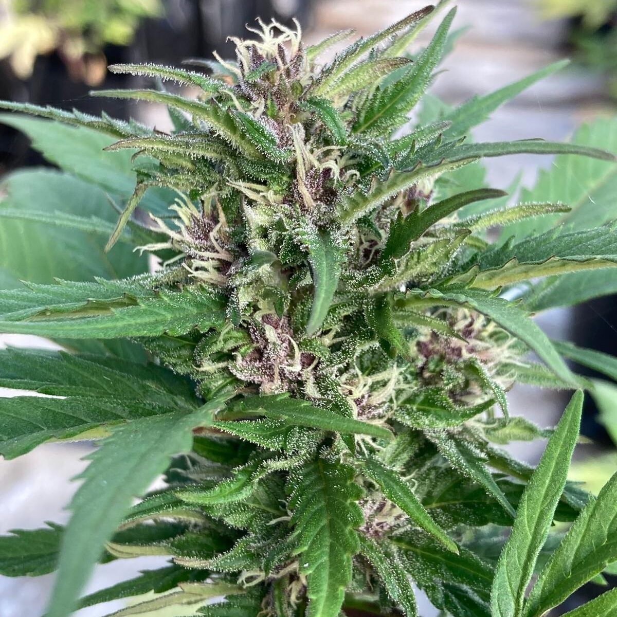 Lemon Cookies Auto