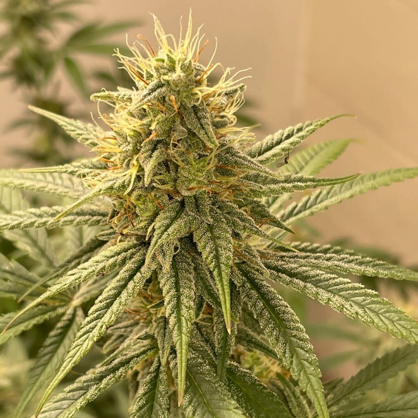 Mazzal Kush