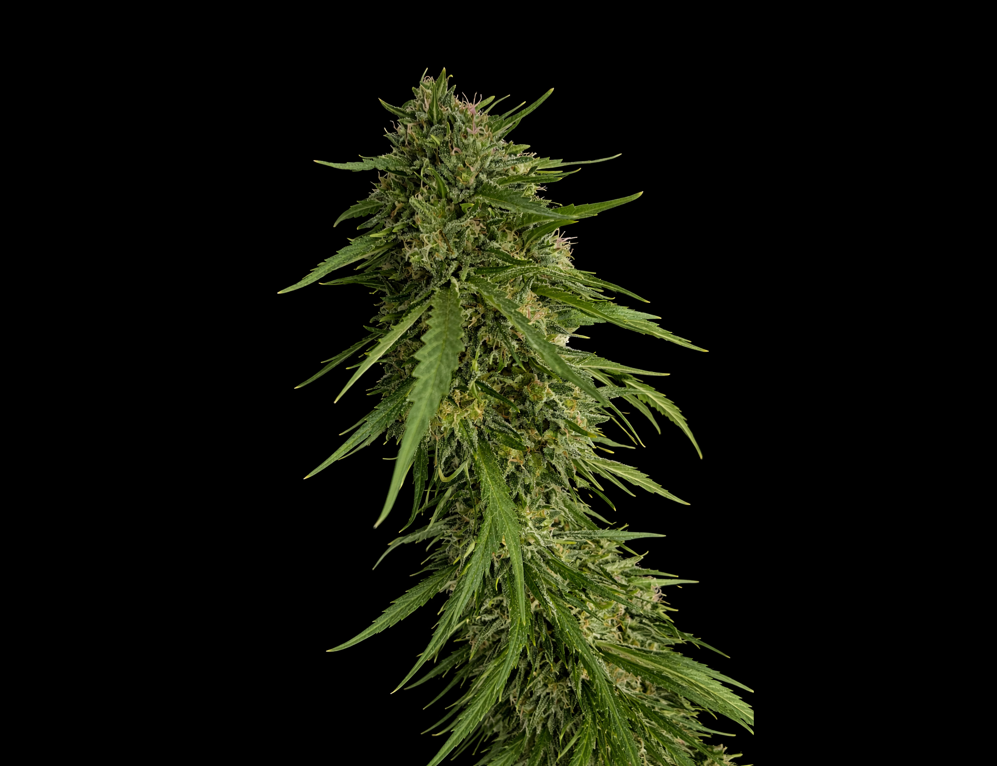Sour Nana X Fruity Pebbles OG